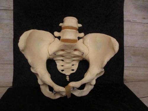 Adult Female Pelvis Anatomical Skeleton Model tk2