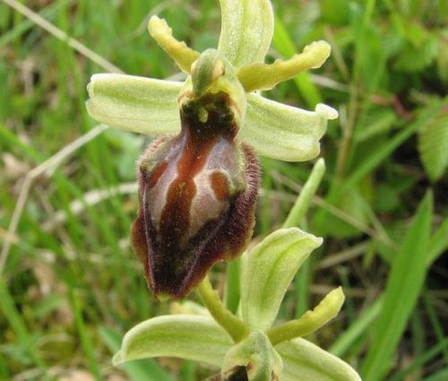 Fresh Premium Ophrys &#034;cephalonica&#034; (Bee Orchid)-(10+ Seeds) WOW, L@@K!!!!!!!