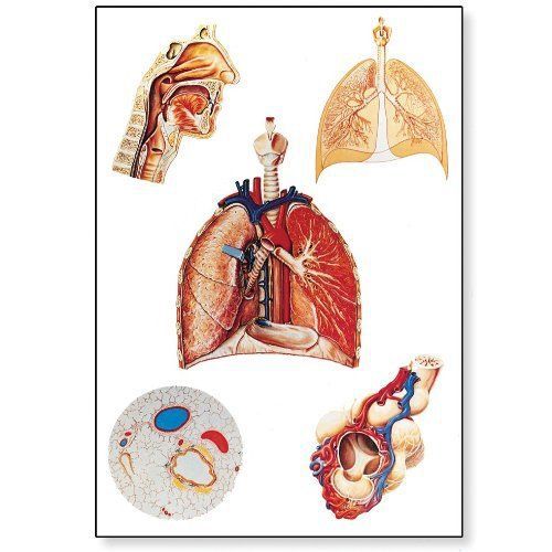 3B Scientific V2036M Respiratory Organs Anatomical Chart  with Wooden Rods  Over