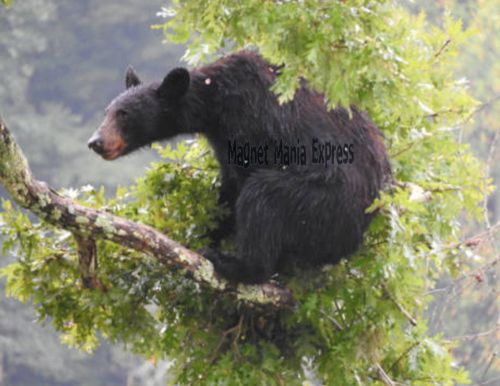 METAL REFRIGERATOR MAGNET American Black Bear Sitting In Tree