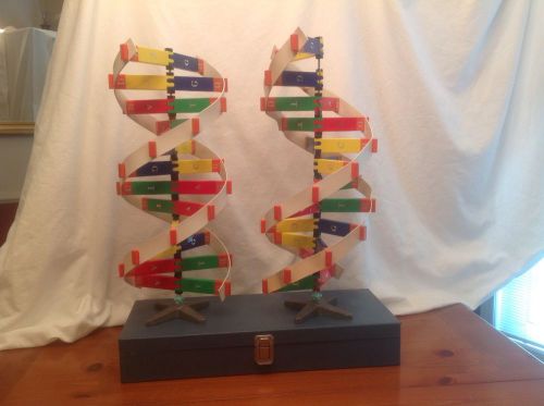Staco dna molecule models-science teaching aids-comes w/ two models retail $555 for sale
