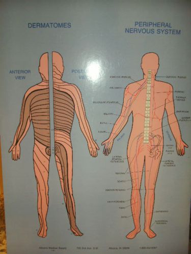 Dermatome Laminated Chart 18&#034; X 24&#034;