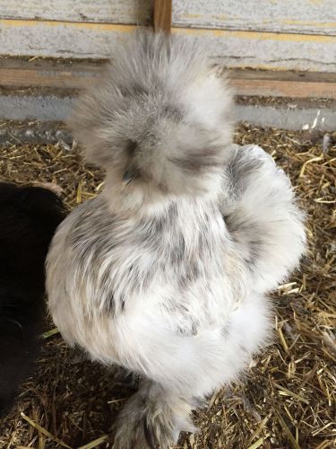 6+ Bearded Silkie Hatching Eggs Assorted Colors  &#034;NPIP&#034;