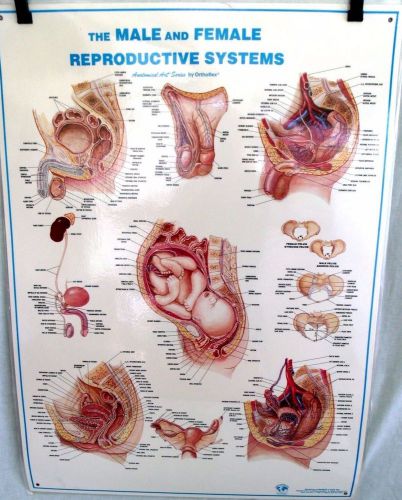 Reproductive System Exam Poster Anatomical Medical Education Orthoflex 27&#034; x 36&#034;