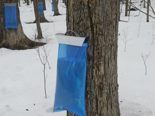 250 Maple Sap / Syrup Bags For Sap Sack Holders 1 Full Case