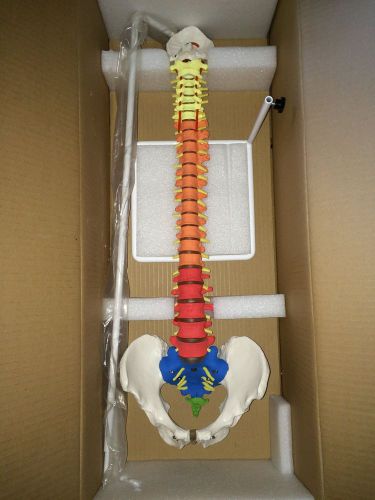 Altay Scientific 6041.95 Color Coded Flexible Spine