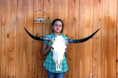 STEER SKULL AND 3 FT 4&#034; IN LONG HORNS COW LONGHORNS H7646