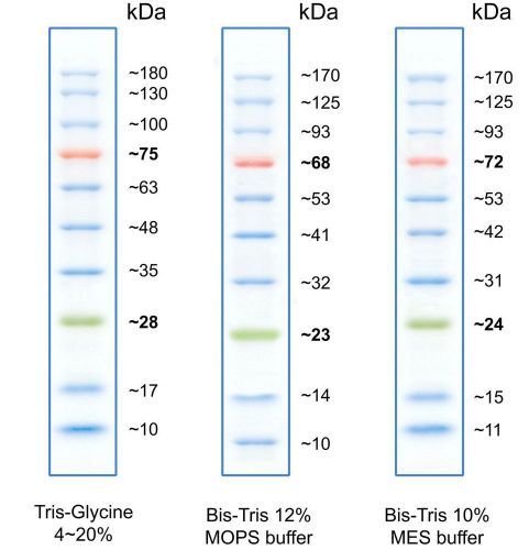 Pre stained protein marker ladder for western blotting, sds gel electrophoresis for sale