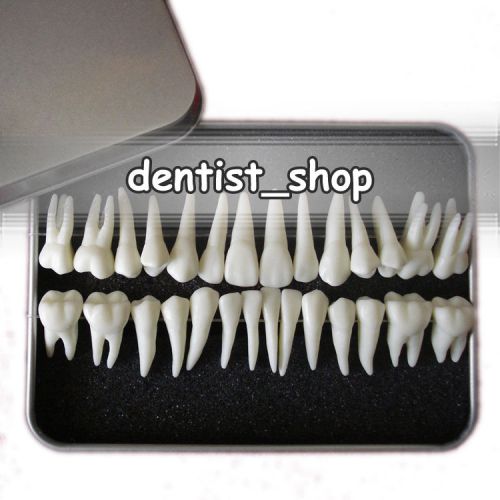 1:1 28 PCS Adult Permanent Teeth Bracelet 1:1 Permanent Teeth Study Model 28 PCS