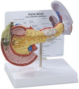 Pancreas spleen and gallbladder normal classroom anatomical model for sale