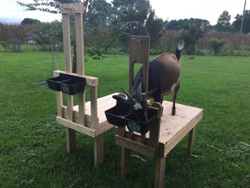 Custom goat sheep milking grooming fitting stand with feeder standard size for sale