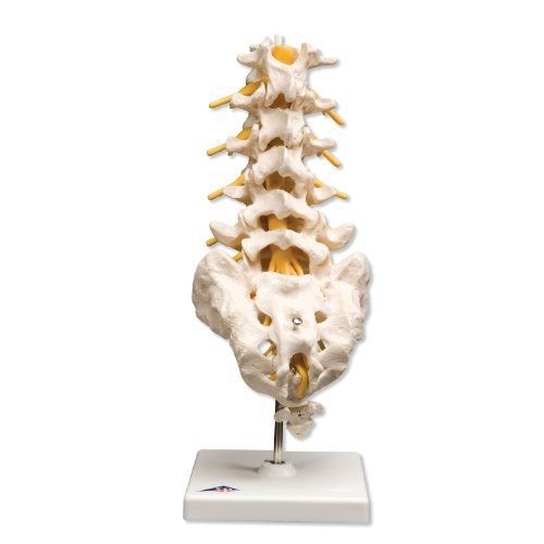 3B Scientific A74 Lumbar Spinal Column, 13.4&#034; Height