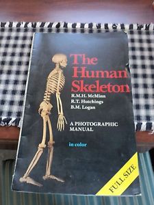 VTG Full Size Human Anatomical Skeleton Anatomy Posters Spiral Bound Fold