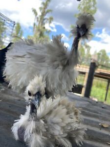 3+ QUALITY Silkie, Silkie Frizzle, Showgirl,and STRIPPERS Hatching Eggs.