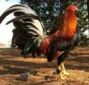 6 possum sweater gamefowl chicken hatching eggs