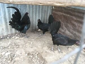 6+  Warhorse Game Fowl Chicken Hatching Eggs