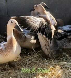 THREE  - (3) Welsh Harlequin Duck Fertile Hatching Eggs - RARE BREED