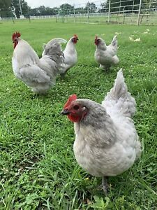 3+ lavender orpington hatching eggs