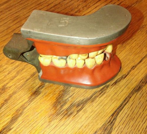 Dentist tooth teeth jaw display model dentistry vintage Clev-dent dentoform gums