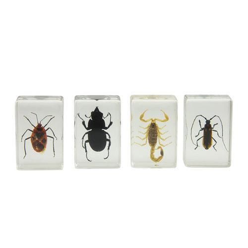 Celestron Bug Specimen Kit #1 #44407