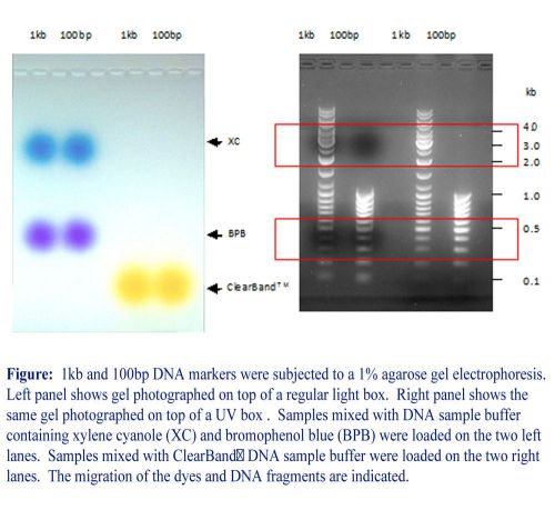 ClearBand 5X PCR sample buffer for agarose gel analysis