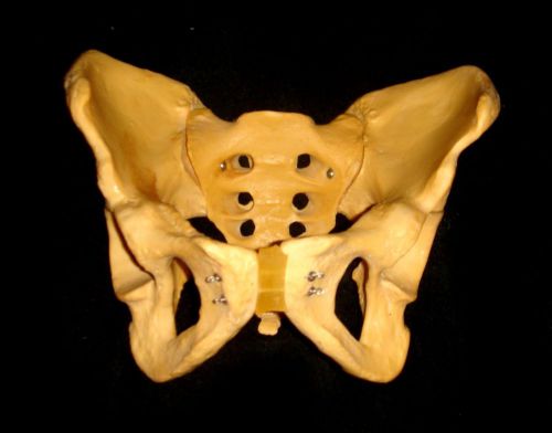 Vintage Medical Plastics Laboratory Female Pelvis Skeleton Anatomical Model