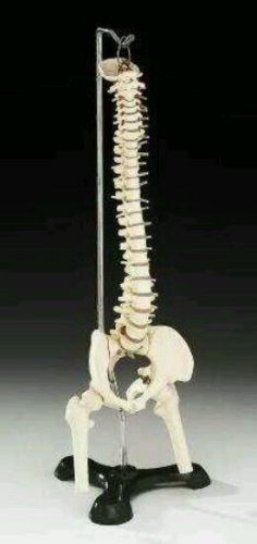 Flexible Desk Size Spine Anatomy Human Vertebrae Column Set Model Spinal Science