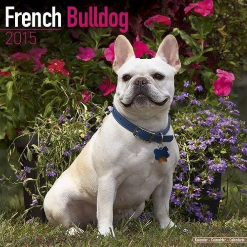 NEW 2015 French Bulldog Wall Calendar by Avonside- Free Priority Shipping!