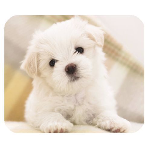 New anti slip mouse pad cute dog design for sale