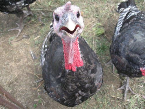 How to Raise Turkeys! 75+Books and guides on CD! Hatching Eggs, Pens &amp; More!