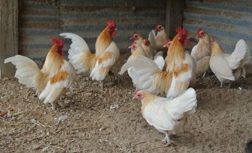 10 RED PYLE OLD ENGLISH BANTAM hatching eggs SUPER SHOW QUALITY BIRDS