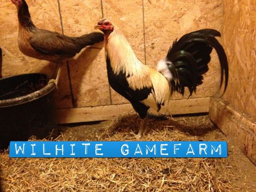 6+ Muletrain Grey Gamefowl Hatching Eggs