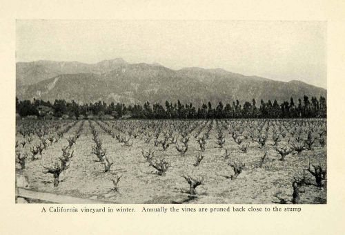 1913 Print Vineyard California Agriculture Farm Wine Grapes Vine Field XGM4