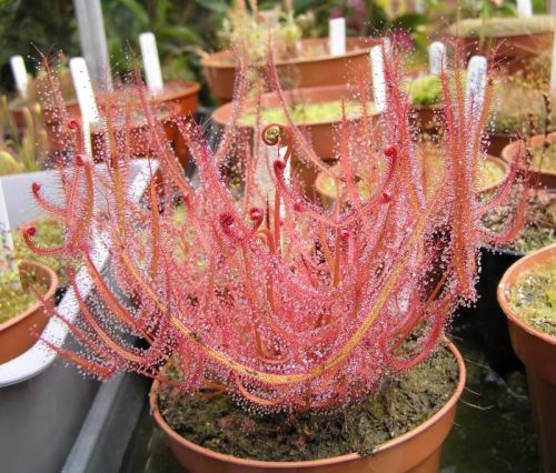 FRESH Drosera Binata (Forked Sundew) 10+ seeds, Carnivorous Plant, Very Hardy