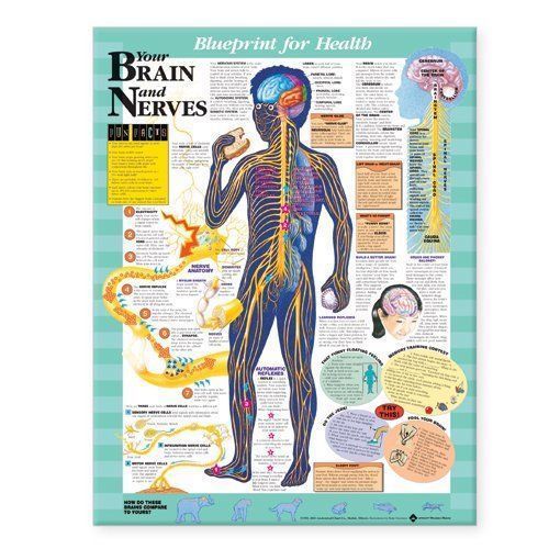 YOUR BRAIN AND NERVES (AGES 8-12), LAMINATED ANATOMICAL CHART, 20 X 26