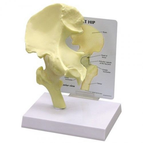 NEW Anatomical Basic Hip Bone Model WOW! OVERSTOCKED Returned by customer