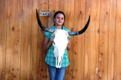 Steer skull long horns 2&#039; 4&#034; cow bull skulls horn h7616 for sale
