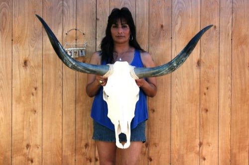 Steer skull long horns 3&#039; 7&#034; cow bull skulls horn h7371 for sale