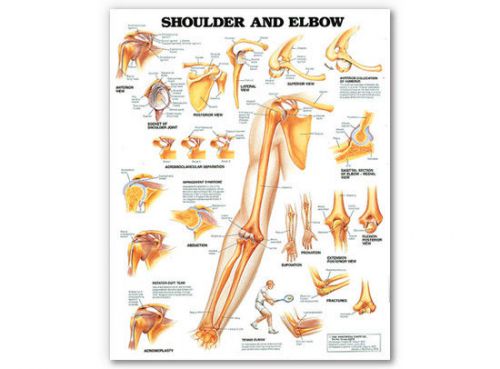 Shoulder and Elbow * Orthopedic * Anatomy Poster * Anatomical Chart Company