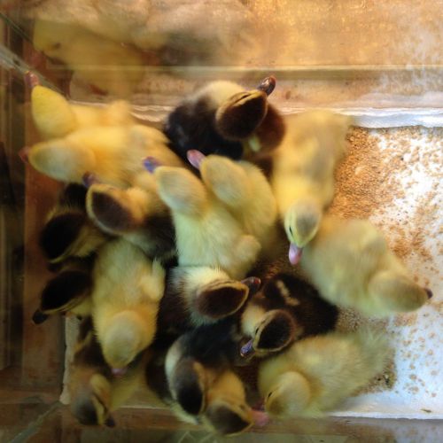 Gift Certificate for 8 Muscovy Ducklings  Duck hatching eggs hatched!