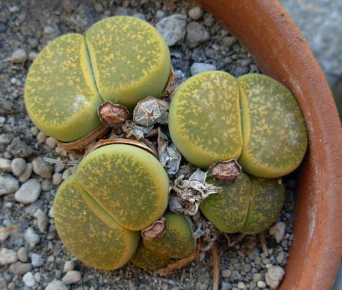 Fresh Lithops lesliei &#039;Albinica&#039; (10 seeds) Easy Grow, Living Stones, Cactus