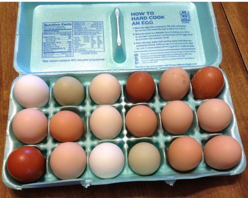 18++ Assorted Chicken Fertile Hatching eggs mixed
