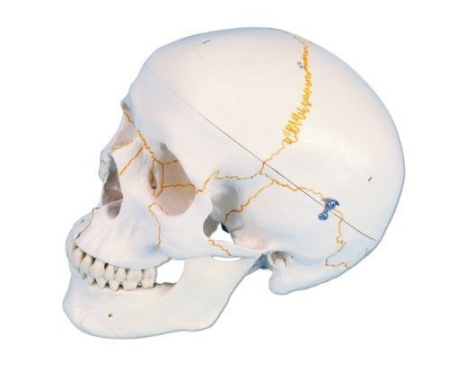 3B Scientific A21 Plastic 3 Part Numbered Human Classic Skull Model, 7.9&#034; x 5.3&#034;