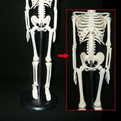 Human skeleton anatomical model Life Size 45cm medical poster bonnet Stand Hot
