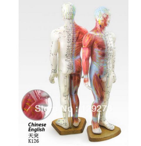 xm701 Male Human Acupuncture Points&amp;Muscle Model 55CM Acupuncture Poitn Model