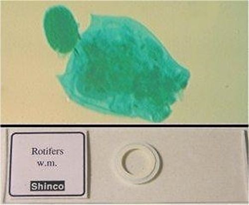 Rotifers wm prepared glass microscope slide for sale