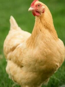 12  Buff Orpington FERTILE Hatching eggs