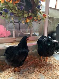 6 Bantam Wyandotte Chicken Hatching Eggs