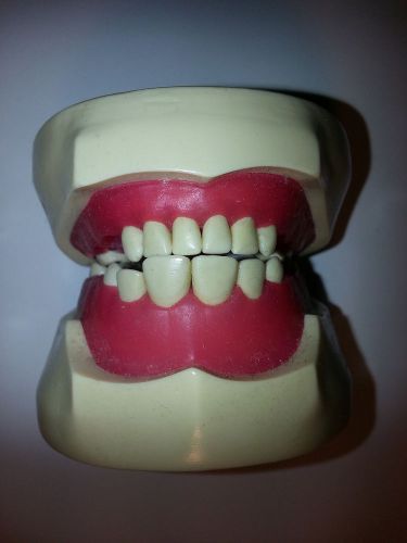 Dental Teeth made by Dentoform used in a dental school
