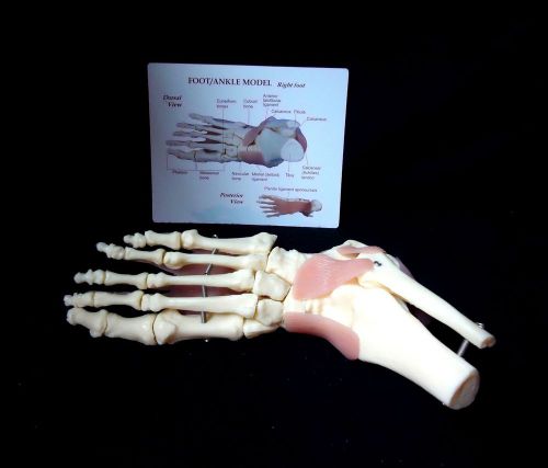 GPI Anatomical Foot and Ankle Bone Ligaments Podiatrist Model